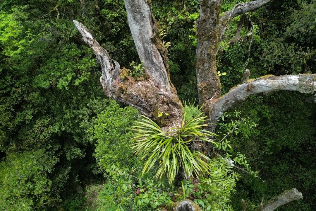空中俯瞰巨树群落的虎头兰，生长在30米高的巨树上。科考队员、中科院植物研究所王孜拍摄