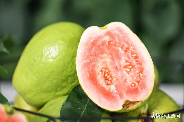 番石榴北方能种吗？具体是什么水果？和芭乐的区别是什么？休闲区蓝鸢梦想 - Www.slyday.coM