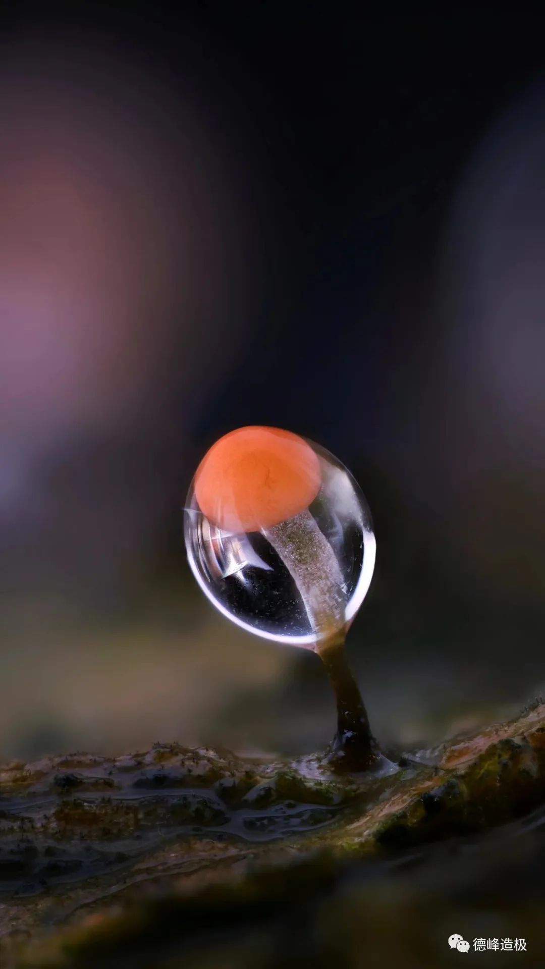 平淡，是你的眼 ~ 91.8美图秀，有意思的生活休闲区蓝鸢梦想 - Www.slyday.coM