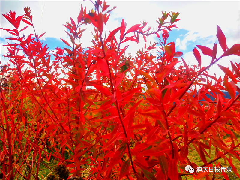 香格里拉的秋天：色彩的盛宴休闲区蓝鸢梦想 - Www.slyday.coM