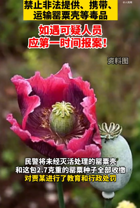 旅客携带罂粟过安检称治胃病，民警：全部收缴，行政处罚！休闲区蓝鸢梦想 - Www.slyday.coM