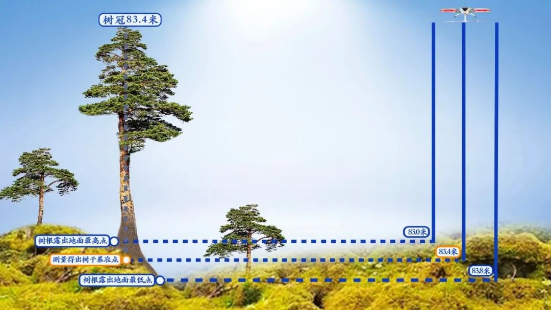 巨树测量法示意图。图源“野性中国”公众号