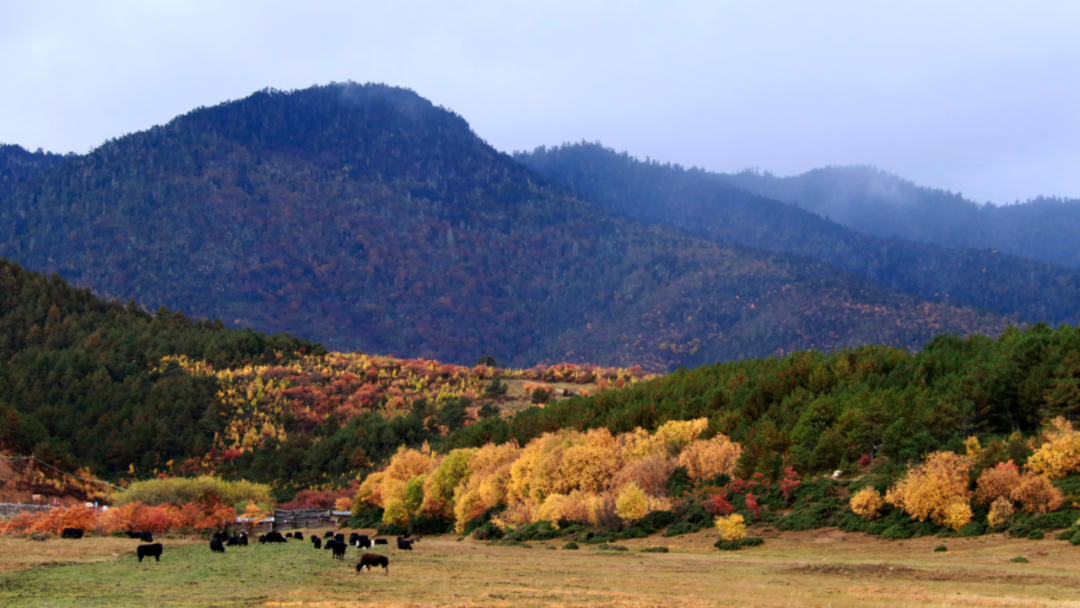 香格里拉的秋天：色彩的盛宴休闲区蓝鸢梦想 - Www.slyday.coM