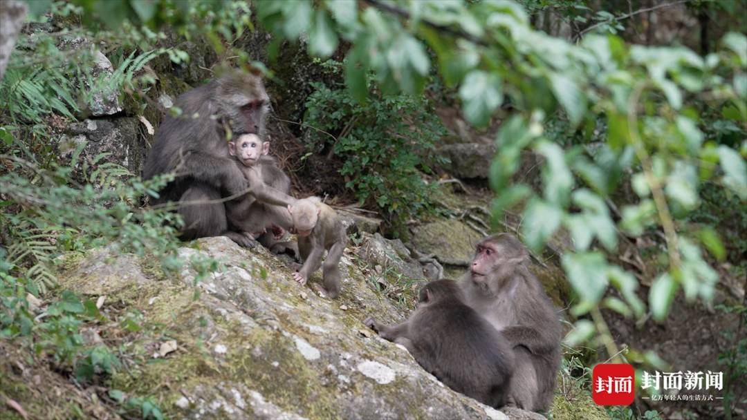 原生森林庇护多样生物，在家门口的国家公园瞧“茶岩岳色”｜公园中国·武夷山下休闲区蓝鸢梦想 - Www.slyday.coM