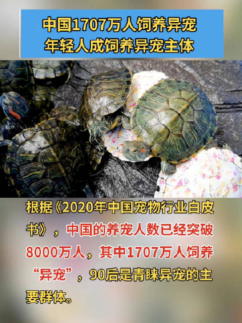 中国1707万人饲养异宠年轻人成饲养异宠主体|蜥蜴_新浪新闻