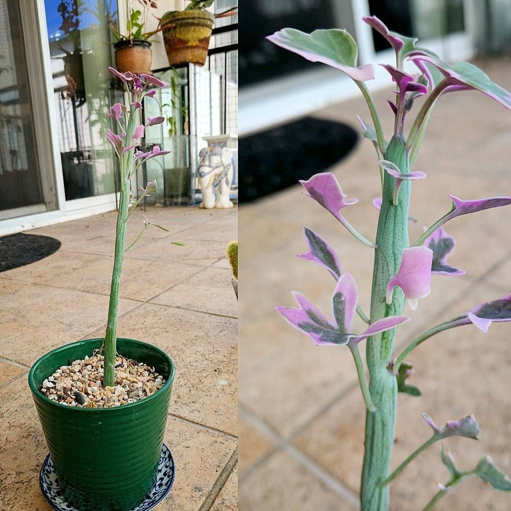 神奇的仙人笔多肉,还有彩叶的七宝树锦,颜值不高,却很可爱