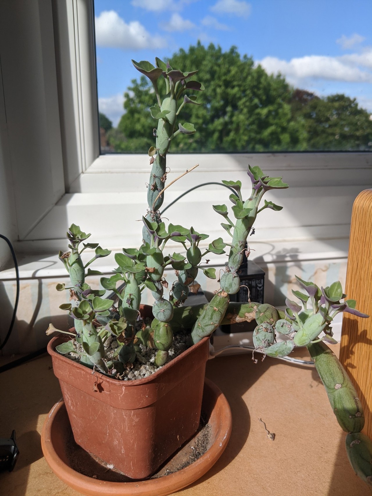 神奇的仙人笔多肉,还有彩叶的七宝树锦,颜值不高,却很可爱