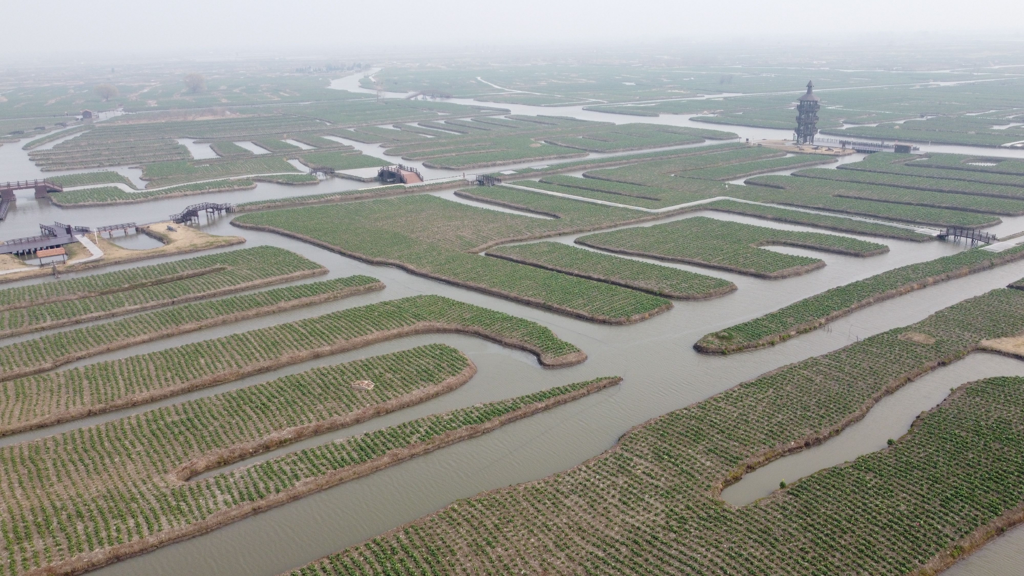 江苏兴化即将开放的垛田油菜.资料图/新京报记者 王颖 摄