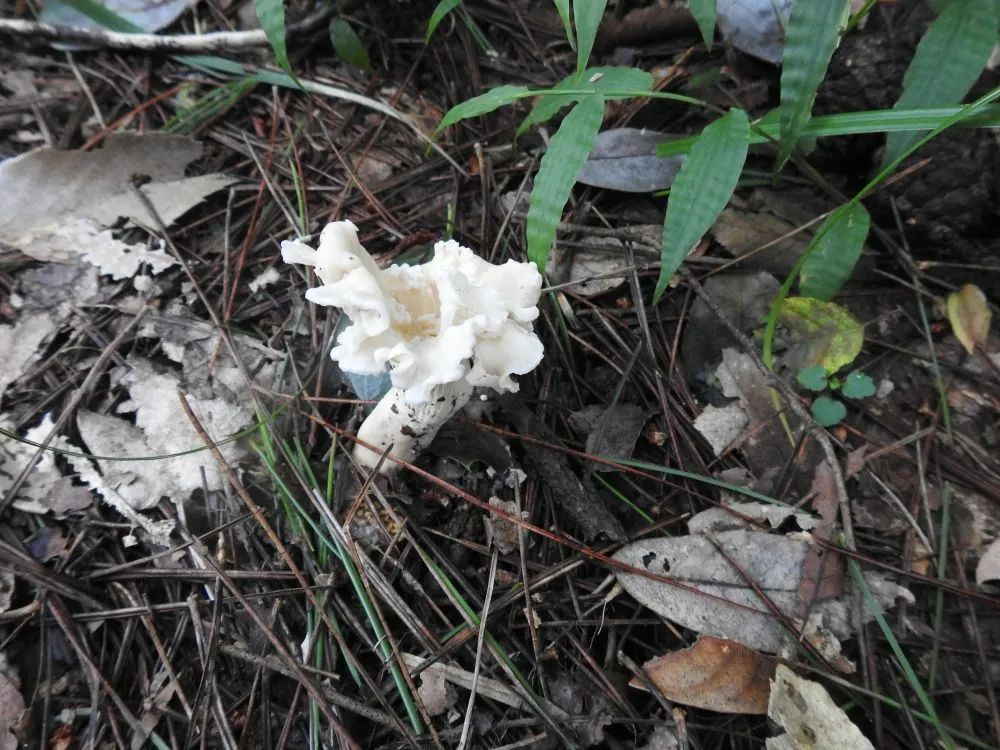 图为2021年8月拍摄的白盖鸡油菌。图片由浙江天目山国家级自然保护区管理局提供
