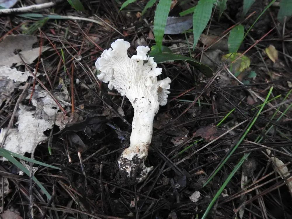 我国发现新物种！网友：能吃吗？好吃吗？休闲区蓝鸢梦想 - Www.slyday.coM