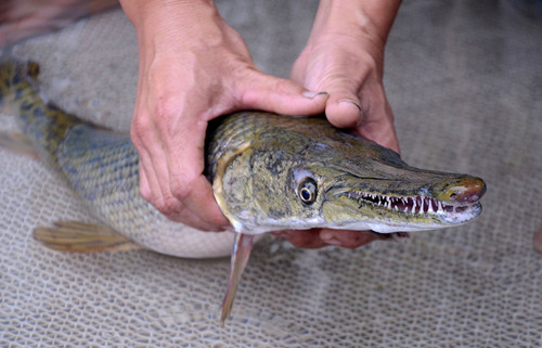 四川自贡,钓友钓起来的鳄雀鳝.视觉中国供图