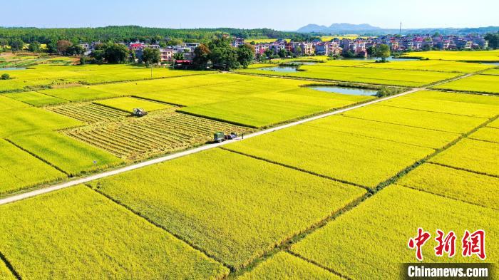 飞瞰江西吉泰盆地广袤金色田野 "丰"景这里独好|航拍|田野|水稻_新浪