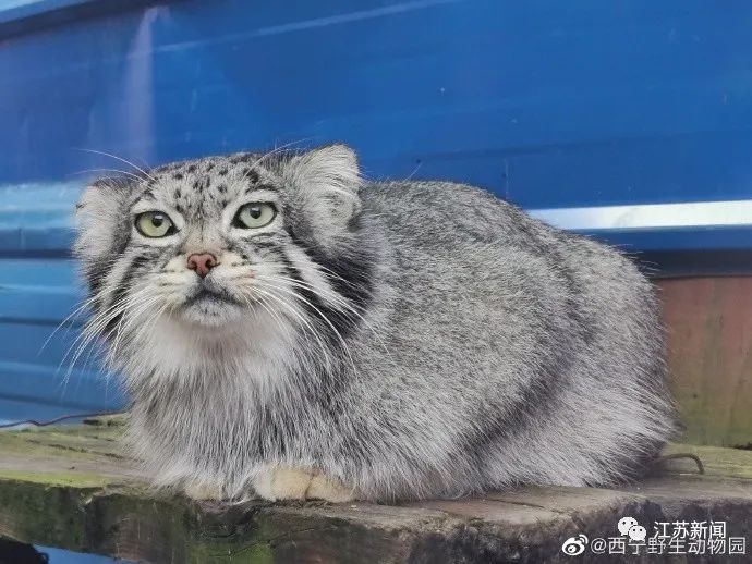 好突然！被很多人喜爱的它，不幸窒息死亡！休闲区蓝鸢梦想 - Www.slyday.coM