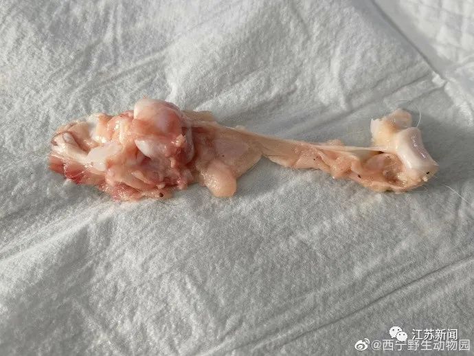 好突然！被很多人喜爱的它，不幸窒息死亡！休闲区蓝鸢梦想 - Www.slyday.coM