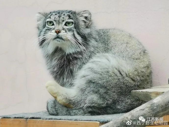 好突然！被很多人喜爱的它，不幸窒息死亡！休闲区蓝鸢梦想 - Www.slyday.coM