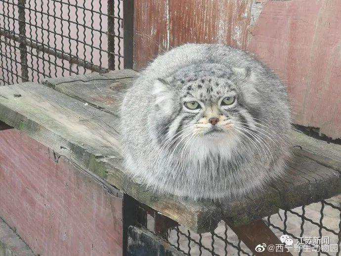 好突然！被很多人喜爱的它，不幸窒息死亡！休闲区蓝鸢梦想 - Www.slyday.coM