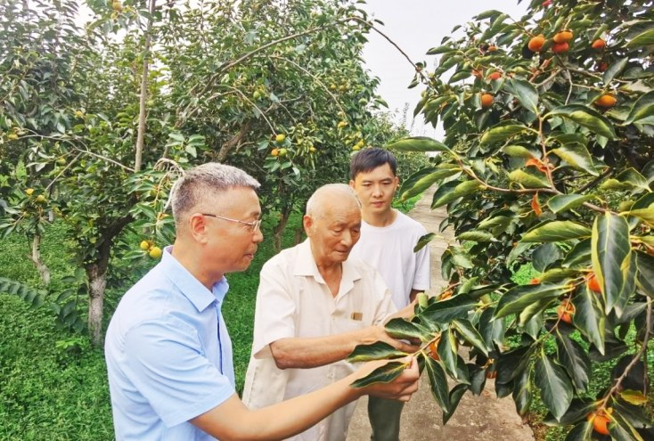 拾起遗落乡间的故“柿”——国家柿种质资源圃里三代人的传承与坚守|杨勇|杨凌|西北农林科技大学_新浪新闻
