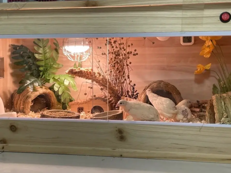 “世界上最小的鸡”走红网络，这种鸡到底是什么“鸡”？休闲区蓝鸢梦想 - Www.slyday.coM