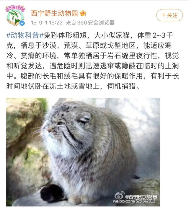 网红兔狲“狲思邈”意外死亡！网友：难过，还没来得及去看看它休闲区蓝鸢梦想 - Www.slyday.coM