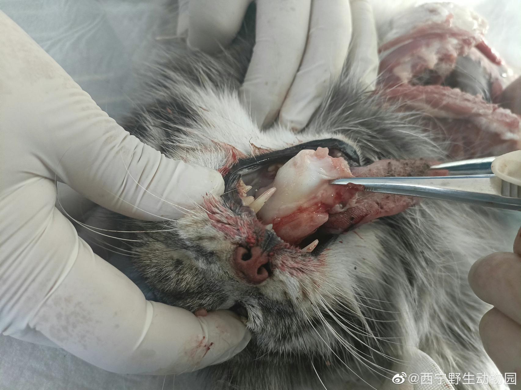 中国唯一一只圈养雄性兔狲“狲思邈”鸡肉卡喉窒息死亡休闲区蓝鸢梦想 - Www.slyday.coM