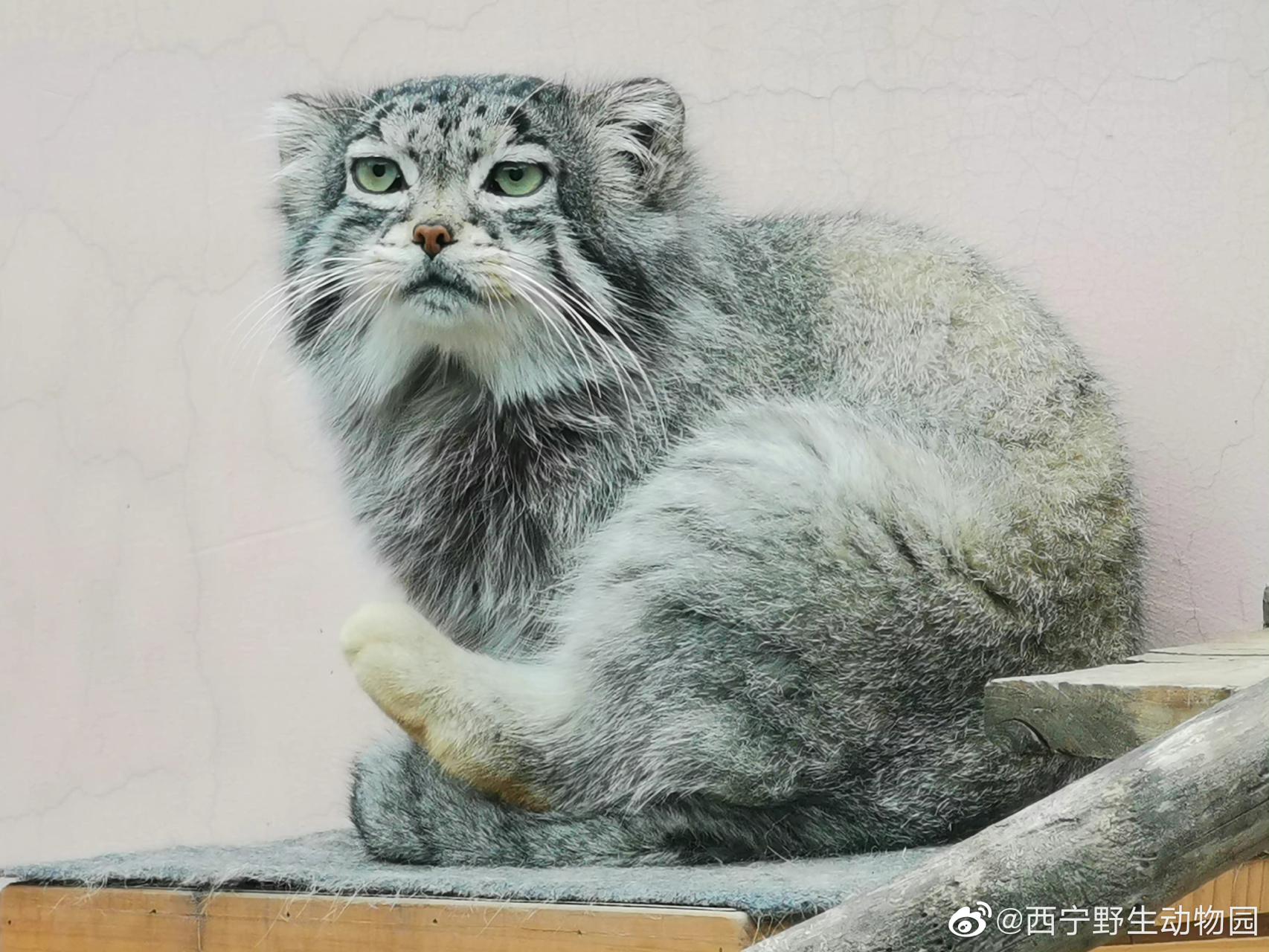 中国唯一一只圈养雄性兔狲“狲思邈”鸡肉卡喉窒息死亡休闲区蓝鸢梦想 - Www.slyday.coM