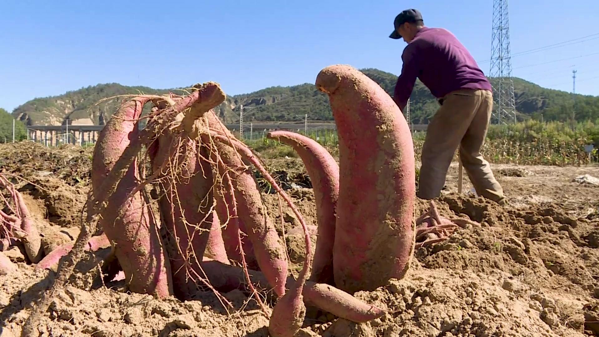 红薯大丰收陕西子长市杨家园则镇花岩坪村党支部书记李安红