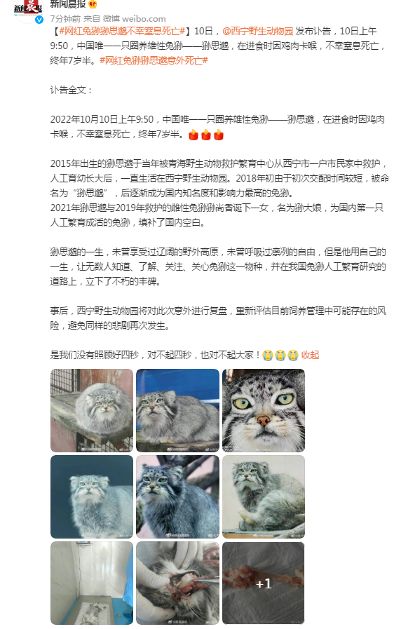 西宁野生动物园：网红兔狲“狲思邈”因鸡肉卡喉窒息死亡休闲区蓝鸢梦想 - Www.slyday.coM