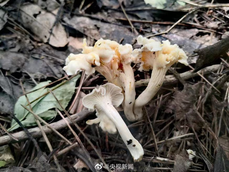 “天目山”基因测序确定新物种，心急的网友已经拿起筷子了！专家说......