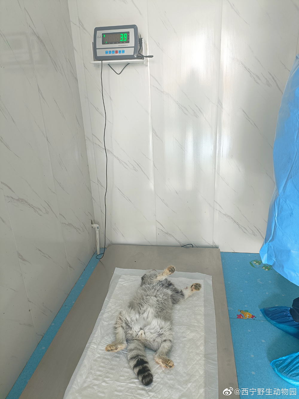 网红兔狲“狲思邈”，不幸死亡休闲区蓝鸢梦想 - Www.slyday.coM