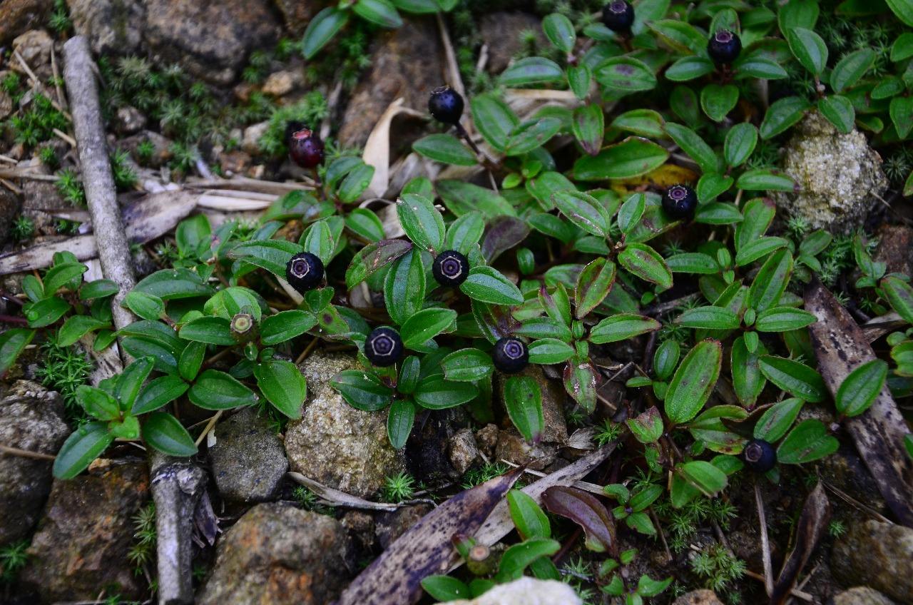农村大名鼎鼎的地菍,人称痔疮草,看似普通,解决很多烦恼__财经头条