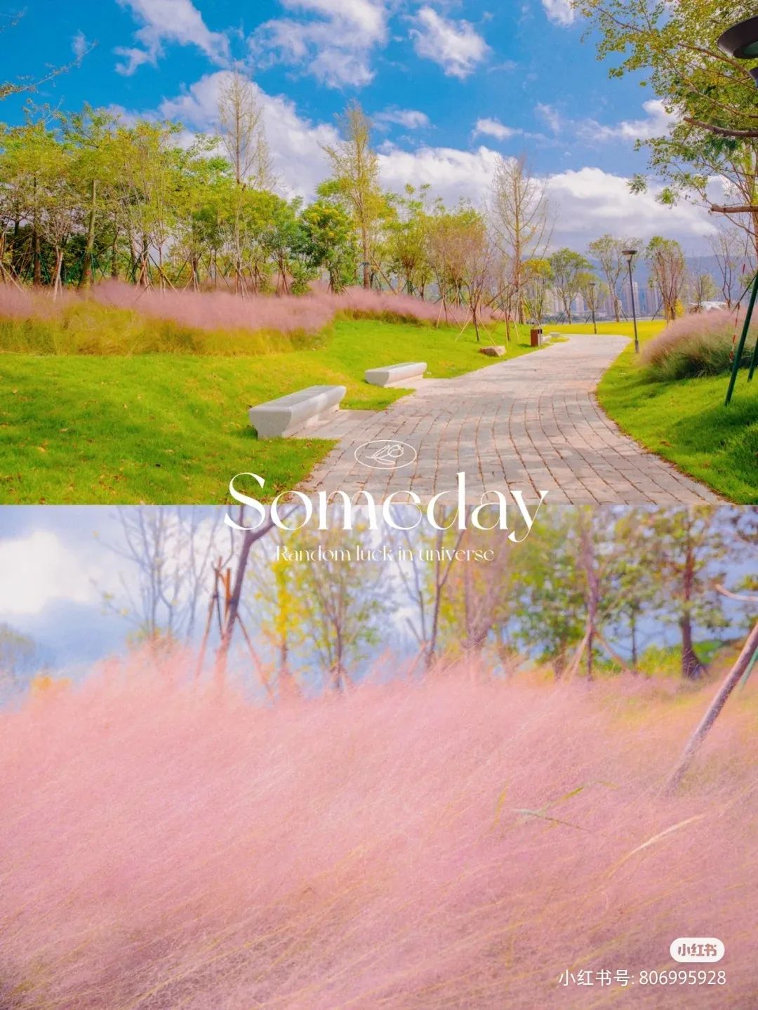 原来秋天的浪漫也可以是粉色！福州大片粉黛乱子草进入最佳观赏期休闲区蓝鸢梦想 - Www.slyday.coM