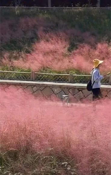 原来秋天的浪漫也可以是粉色！福州大片粉黛乱子草进入最佳观赏期休闲区蓝鸢梦想 - Www.slyday.coM
