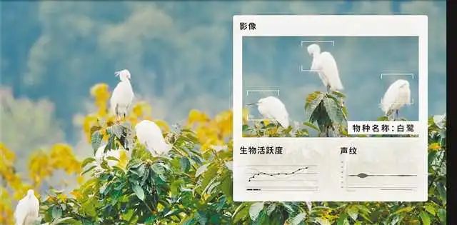 国内首个“生态大脑”有多牛？记者独家探访广阳岛全域智能生态治理平台休闲区蓝鸢梦想 - Www.slyday.coM