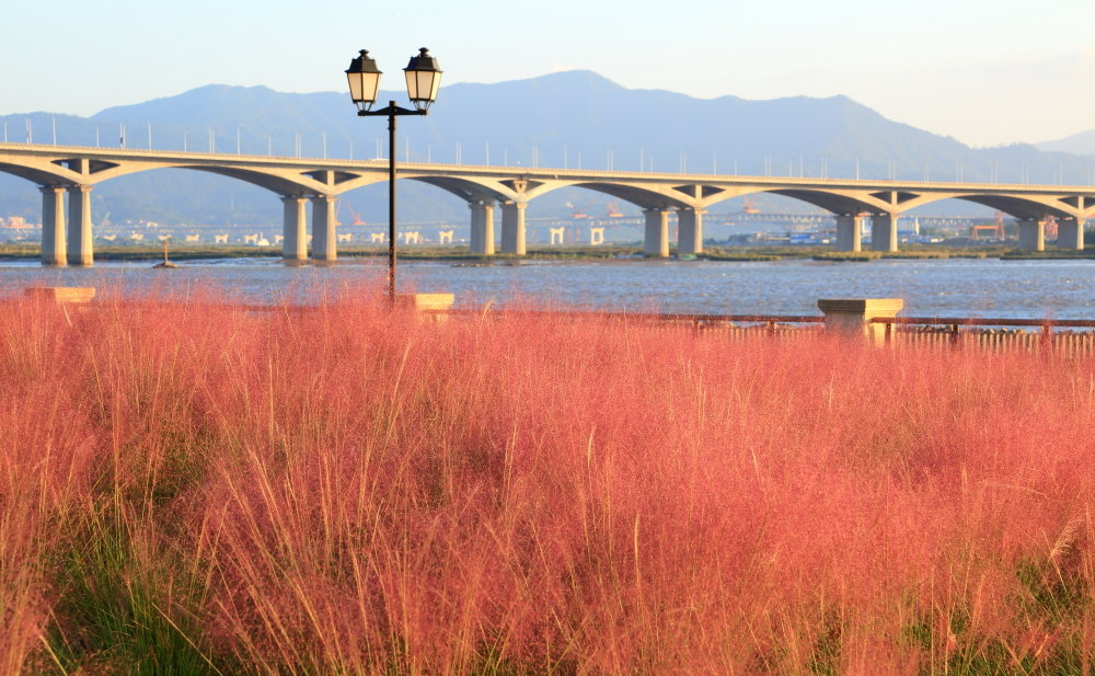 原来秋天的浪漫也可以是粉色！福州大片粉黛乱子草进入最佳观赏期休闲区蓝鸢梦想 - Www.slyday.coM