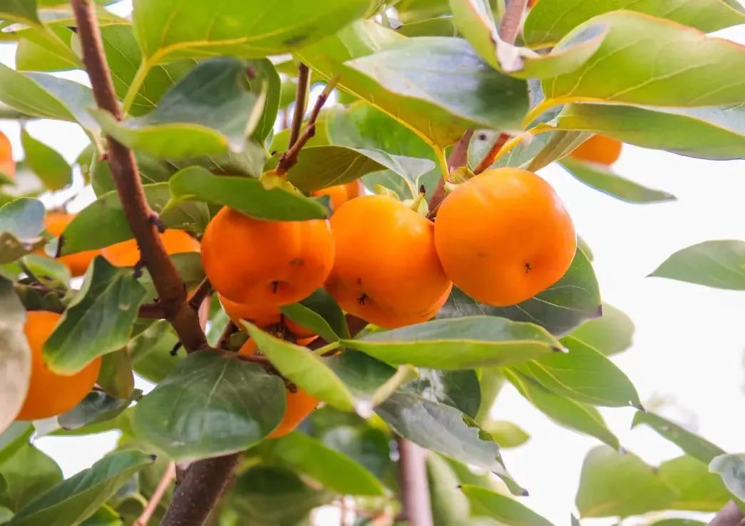 打卡如画美景休闲区蓝鸢梦想 - Www.slyday.coM