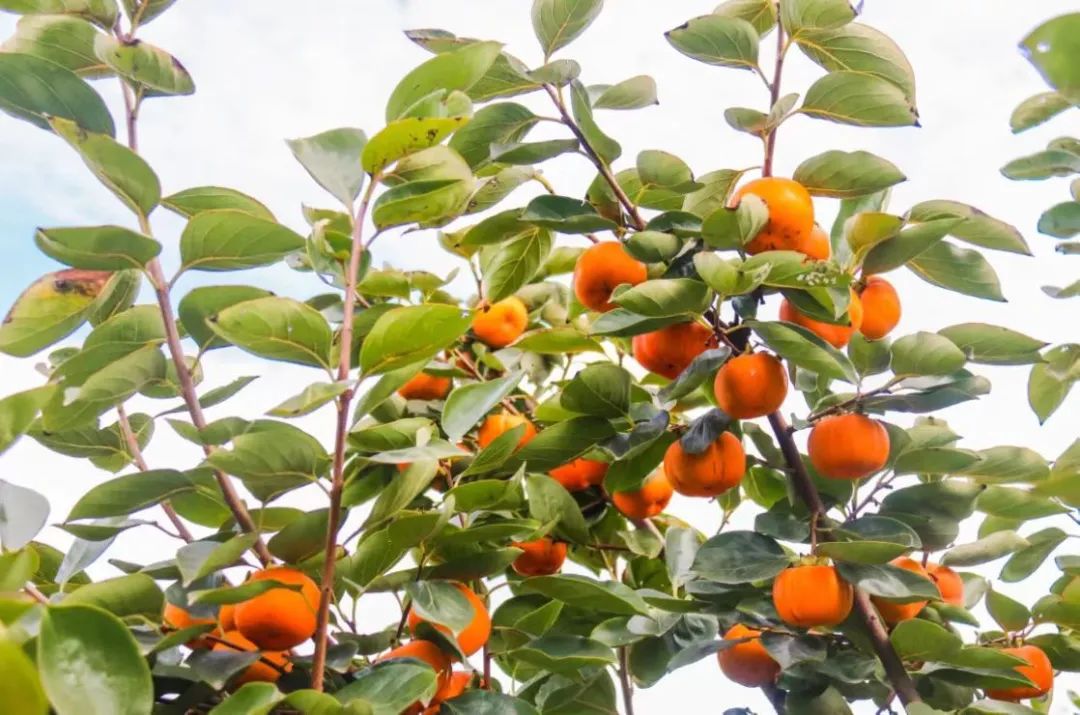 打卡如画美景休闲区蓝鸢梦想 - Www.slyday.coM