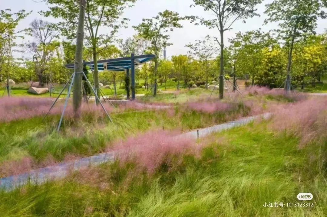 原来秋天的浪漫也可以是粉色！福州大片粉黛乱子草进入最佳观赏期休闲区蓝鸢梦想 - Www.slyday.coM