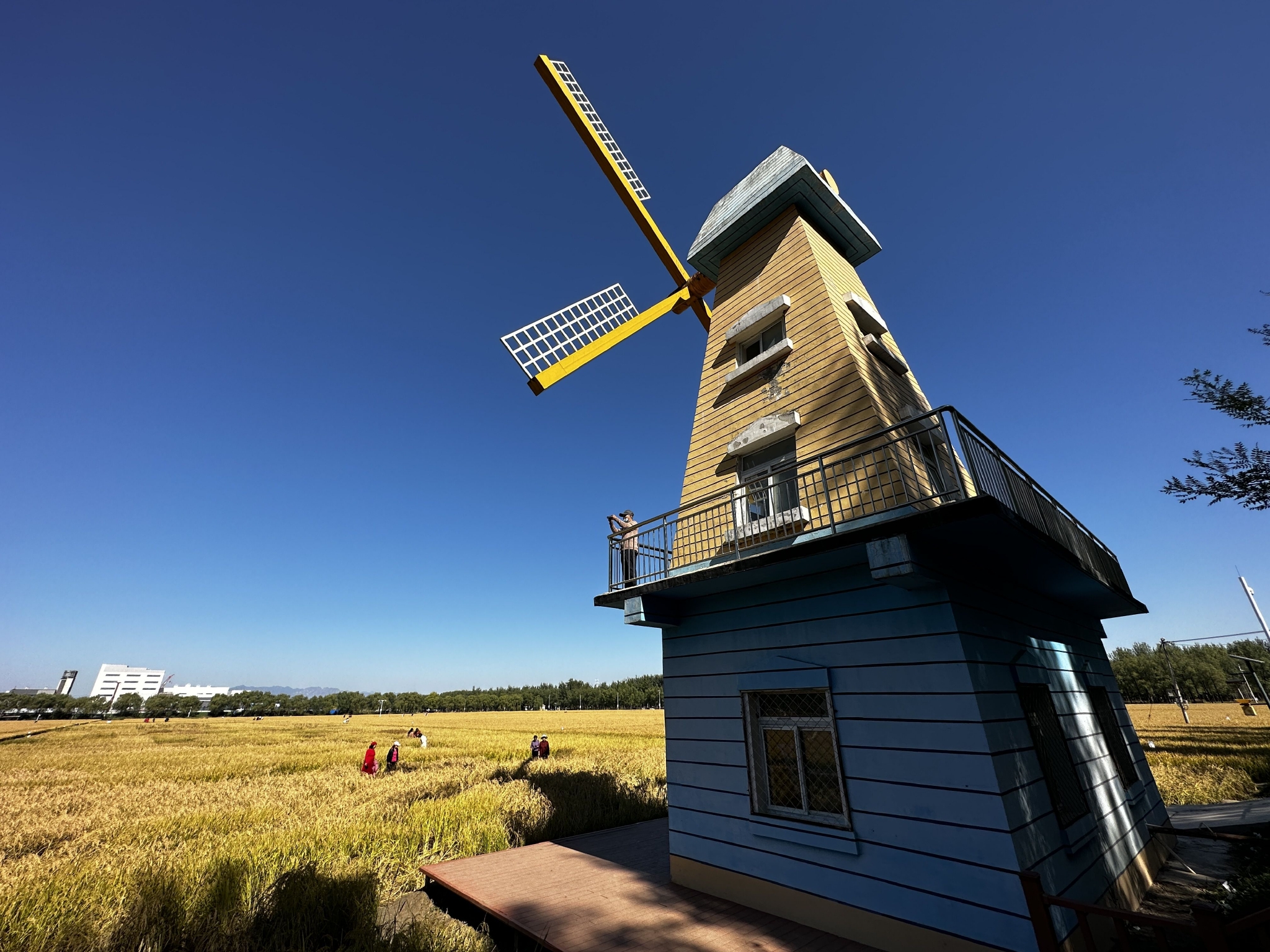 京西稻迎来高产丰收年 10月20日将正式开镰|高雄市|刘飞_新浪新闻