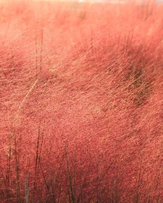 原来秋天的浪漫也可以是粉色！福州大片粉黛乱子草进入最佳观赏期休闲区蓝鸢梦想 - Www.slyday.coM