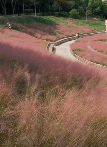 原来秋天的浪漫也可以是粉色！福州大片粉黛乱子草进入最佳观赏期休闲区蓝鸢梦想 - Www.slyday.coM