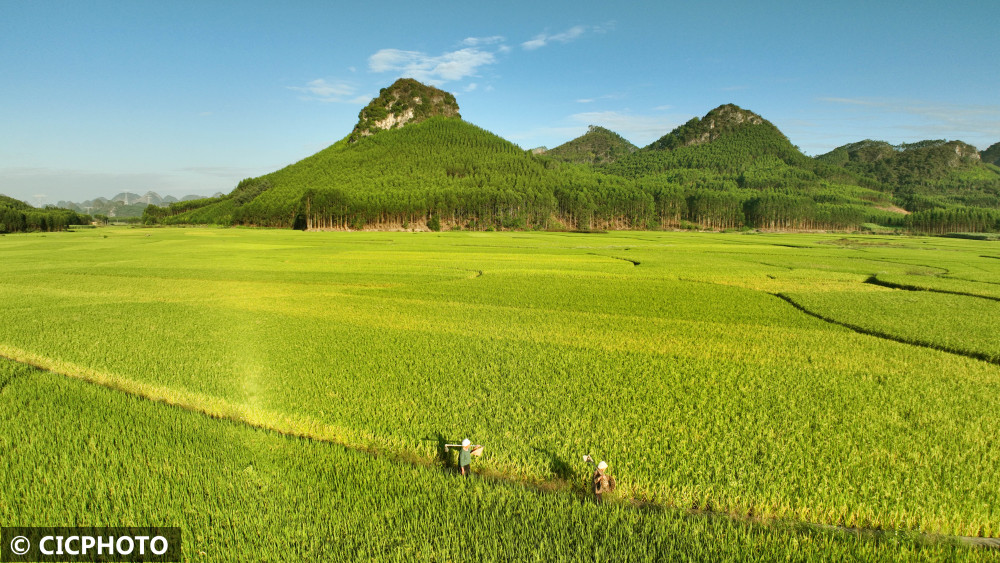 金秋稻田美|广西|柳州市|晨曦_新浪新闻