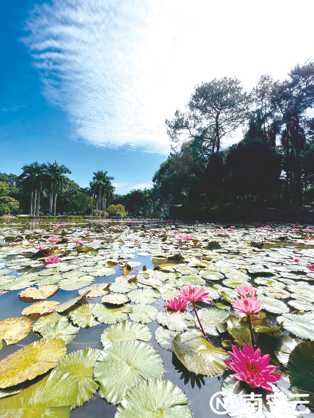 “鱼鳞”铺满半边天 你收到大自然给的“打工人礼物”了吗？休闲区蓝鸢梦想 - Www.slyday.coM