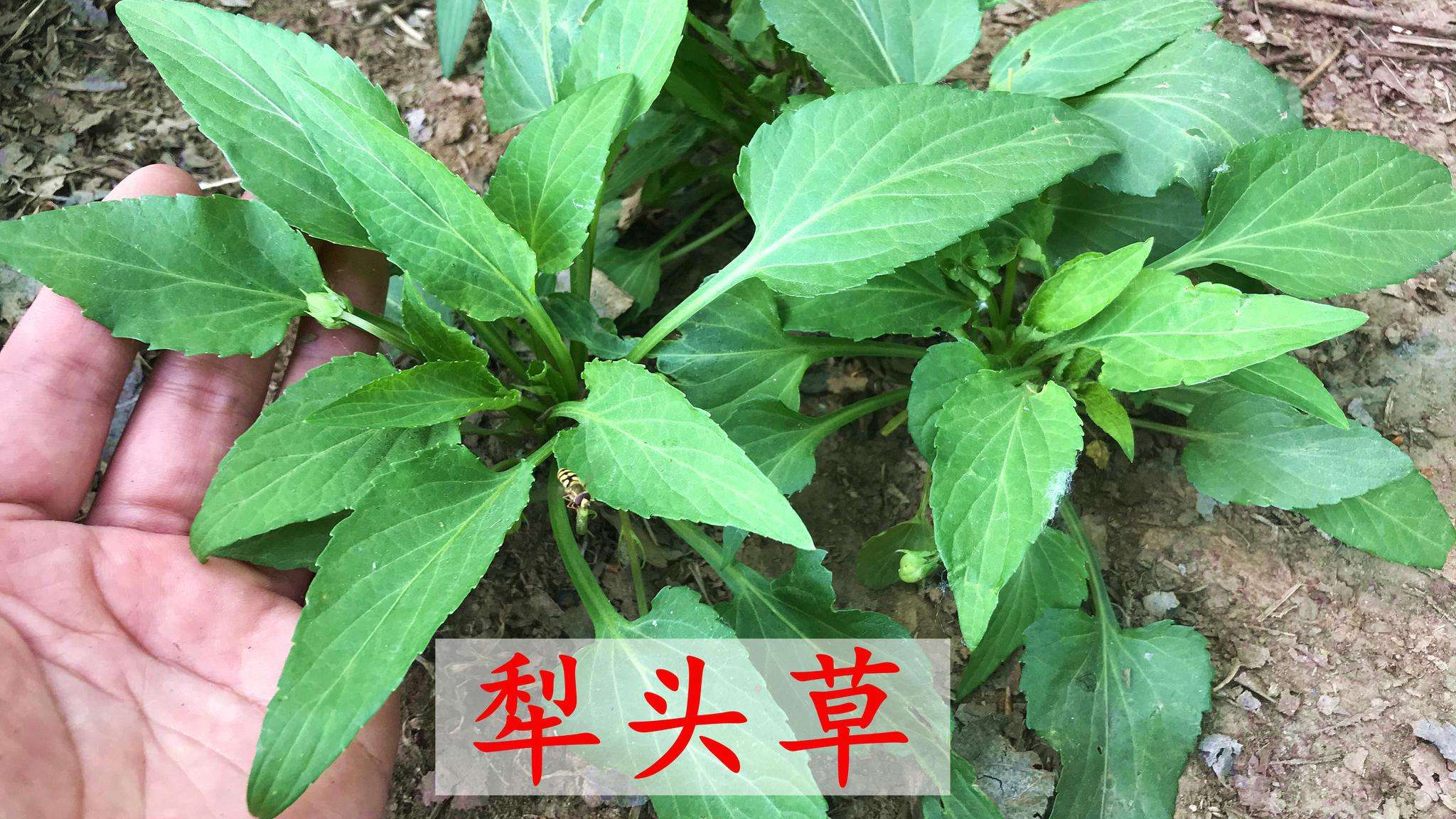 农村田间地头常见的犁头草你认识吗?