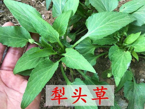 农村田间地头常见的犁头草你认识吗？它的价值很高，很多人不知道|犁头|农村|价值_新浪新闻