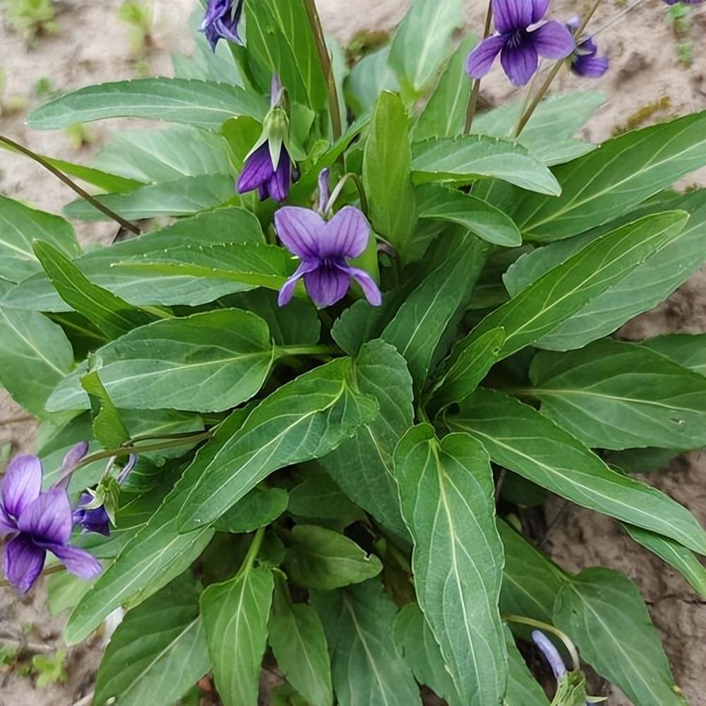 农村田间地头常见的犁头草你认识吗?