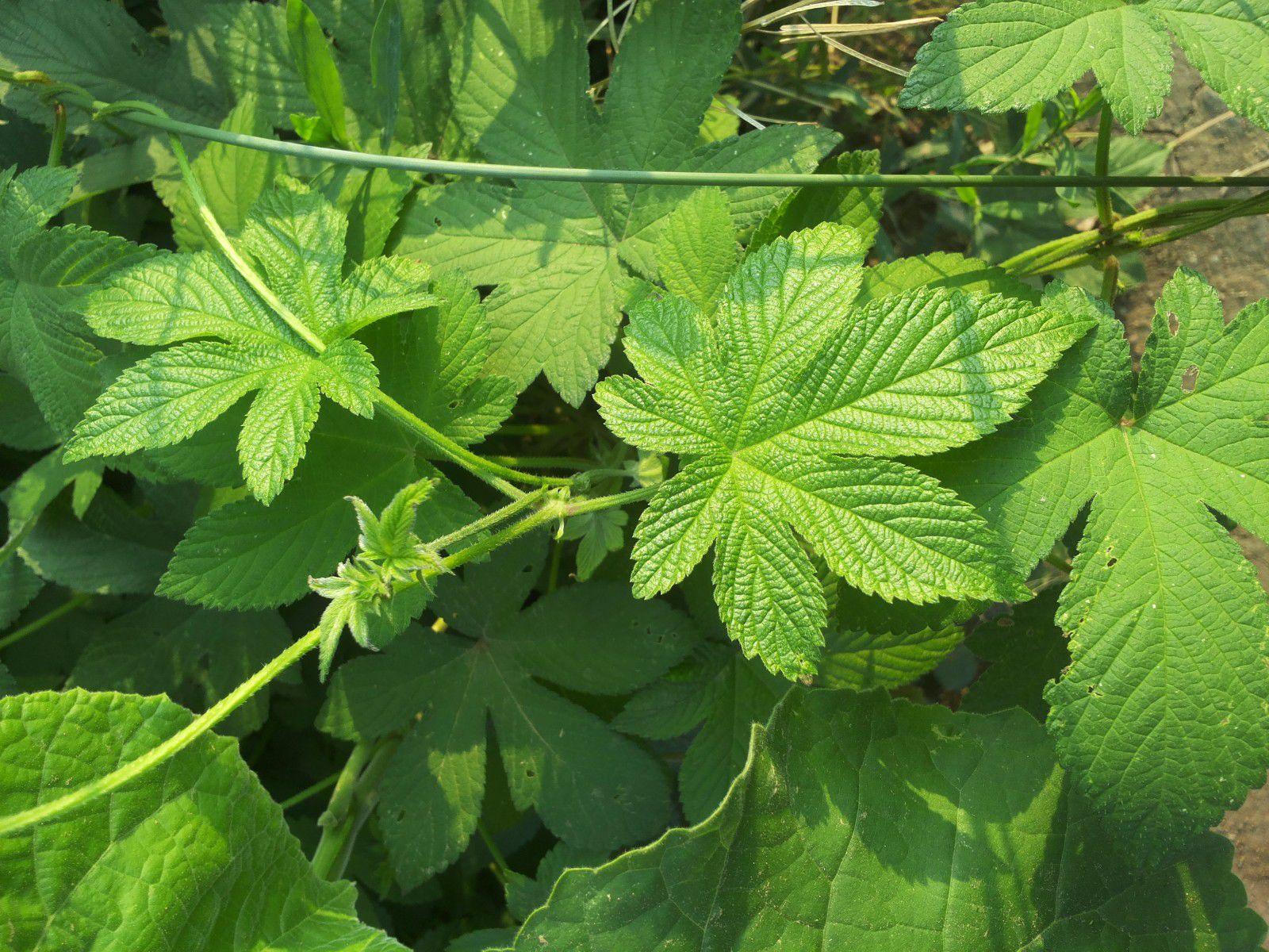 农村带刺的拉拉秧,被老人称为"活血草",它的价值你知道多少?