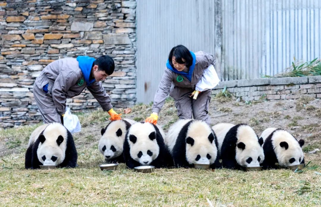 饲养员在为大熊猫喂食营养早餐。中国大熊猫保护研究中心供图