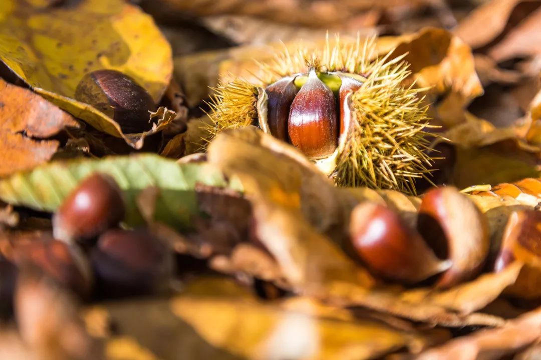 秋日如诗的江西，应配以美食!休闲区蓝鸢梦想 - Www.slyday.coM