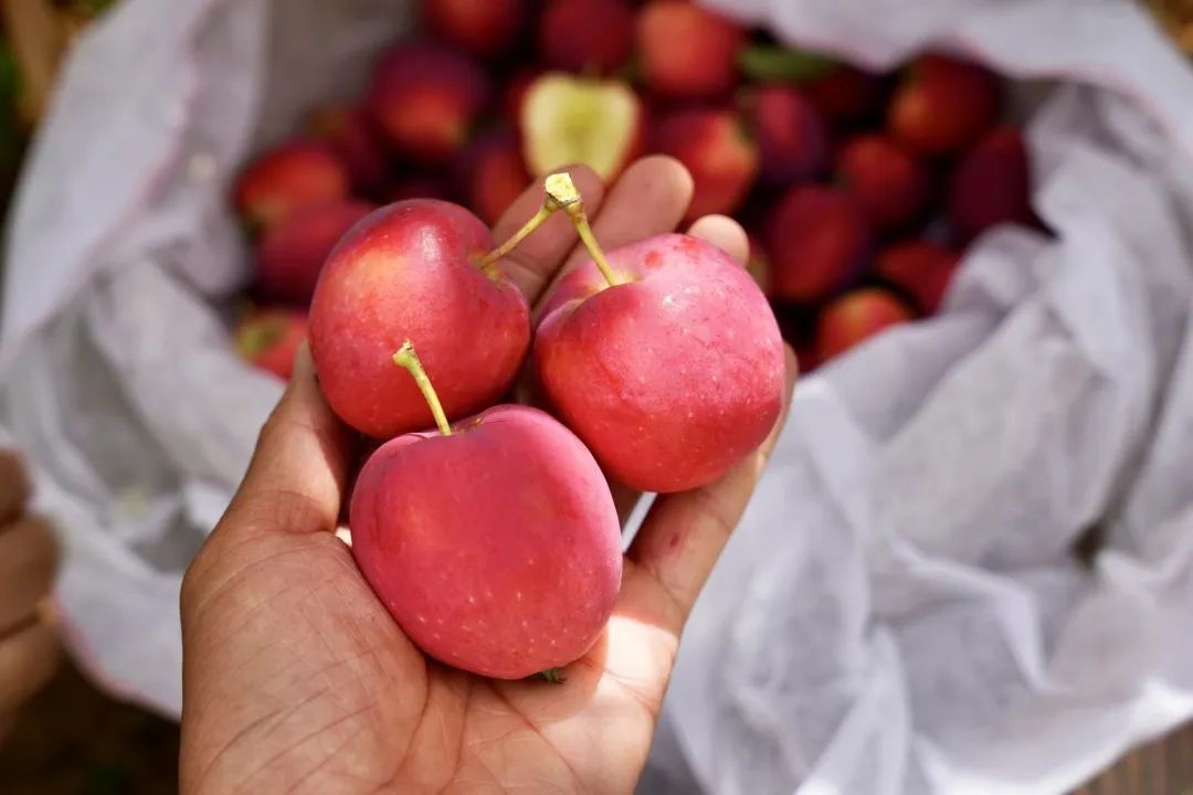 来自新疆的香妃海棠果90%人没吃过，入口嘎嘣脆，酸甜可口，不愧是孩子心头巨爱~休闲区蓝鸢梦想 - Www.slyday.coM