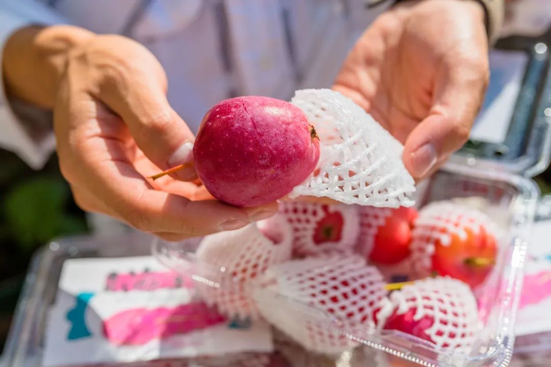 来自新疆的香妃海棠果90%人没吃过，入口嘎嘣脆，酸甜可口，不愧是孩子心头巨爱~休闲区蓝鸢梦想 - Www.slyday.coM